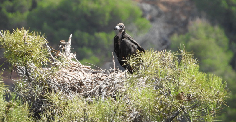 El pollo del buitre negro "Atlantic" reposa en su nido de la comarca de Tierra de Pinares (Ávila).