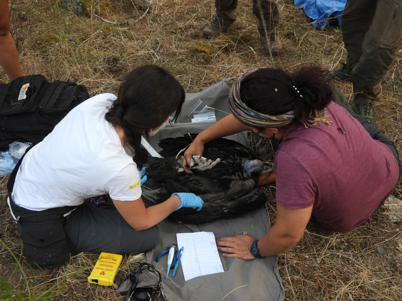 Una veterinaria y una técnica de campo examinan al pollo de buitre negro, capturado para su marcaje con GPS (finalmente descartado).