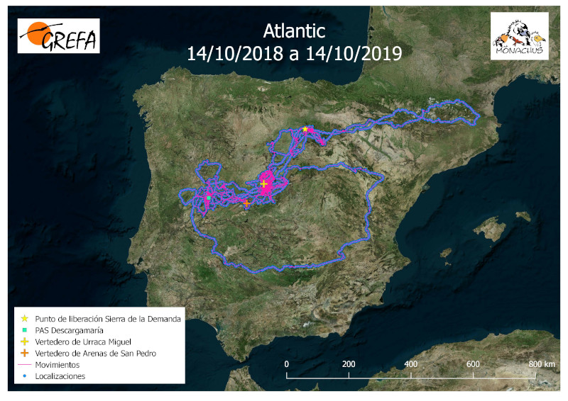 Movimientos del buitre negro 'Atlantic'