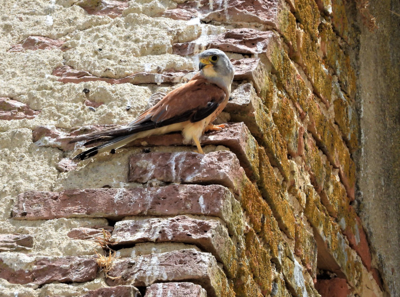 Macho de cernícalo primilla en la colonia de Santa Ana, en Carmona, salvada tras estar amenazada por unas obras de restauración de esta iglesia.