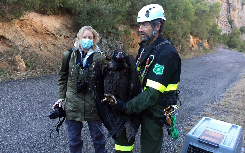 Una naturalista de GREFA y un Agent Rural, junto con el buitre negro rescatado en el Prepirineo catalán.