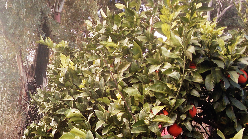 Arriba a la izquierda se aprecia una caja nido para autillo en una plantación de naranjos de Brenes (Sevilla).