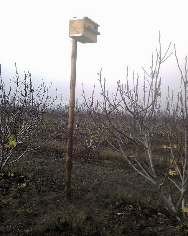 Caja nido de lechuza en un cultivo de higueras en Carmona (Sevilla).