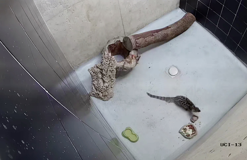 Captura de imagen de la cámara instalada en el recinto de nuestro hospital de fauna donde fue trasladada la gineta.