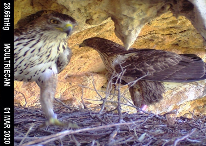 Imagen de fototrampeo en nido de las águilas de Bonelli “Darwin” y “Formentor” en Mallorca.