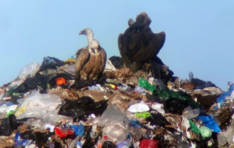 Buitre negro y buitre leonado posados sobre una montaña de plásticos entre los que intentan encontrar alimento