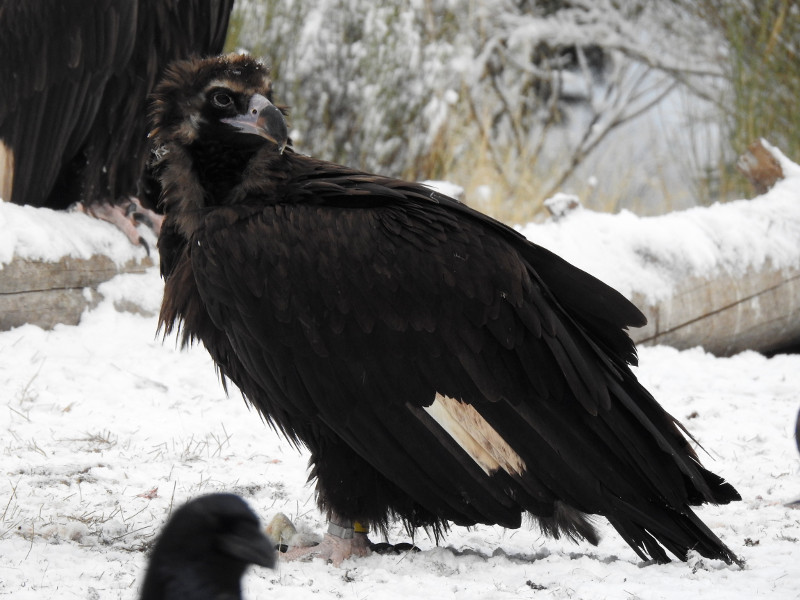 "Bessie" posada en la nieve, con una de sus marcas alares visible.