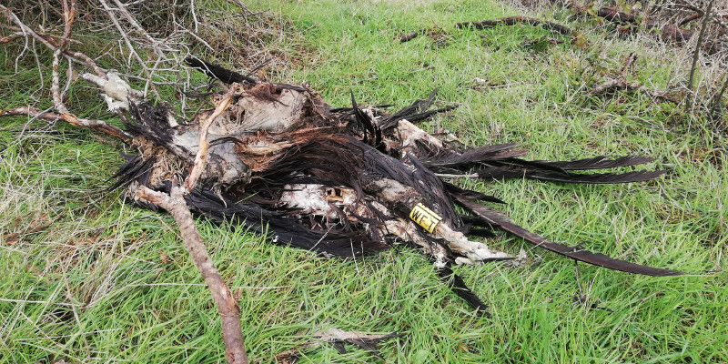 El cadáver de "Bessie" tal y como lo encontró un cazador bajo un tendido eléctrico, con el código de su anilla perfectamente visible.
