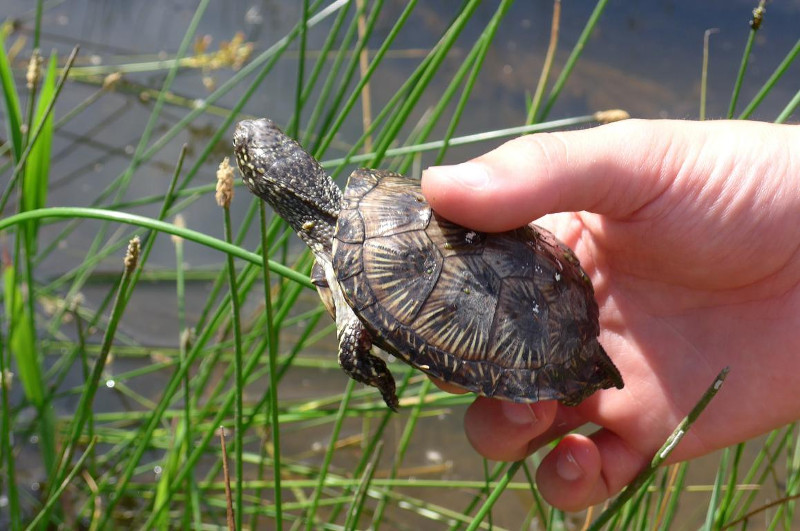 Juvenil de galápago europeo criado en GREFA y a punto de ser liberado en su hábitat natural.