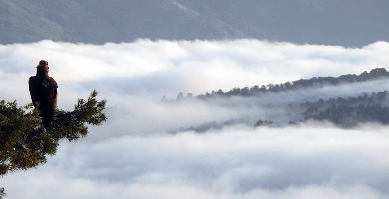 Buitre negro posado en un pino de la Sierra de la Demanda, donde GREFA actúa en favor de esta especie.