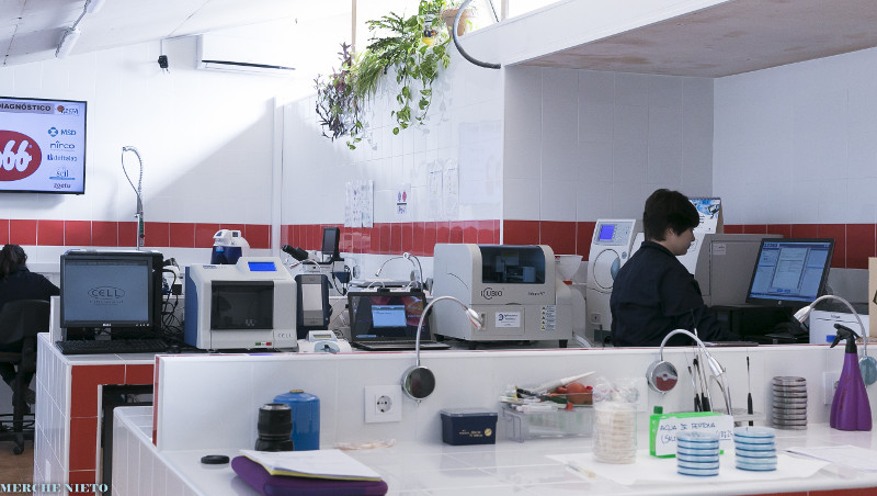 Una veterinaria trabaja en el laboratorio del hospital de fauna de GREFA. Foto: Merche Nieto.