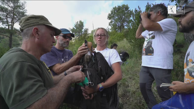 Momento del marcaje con GPS de un buitre negro en Pirineos, una acción de la que se hizo eco "Veda Abierta".