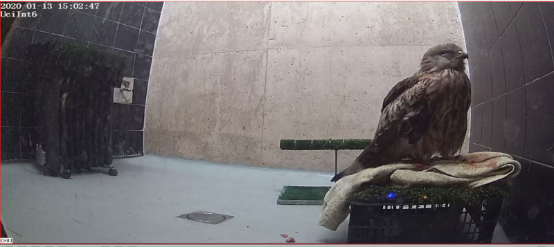 Imagen procedente de una cámara del recinto de GREFA donde se recupera el milano real disparado.