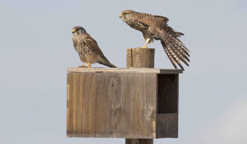 Cernícalos vulgares en una de las cajas nido instaladas por GREFA en Castilla y León para favorecer la reproducción de esta rapaz depredadora de topillos campesinos.