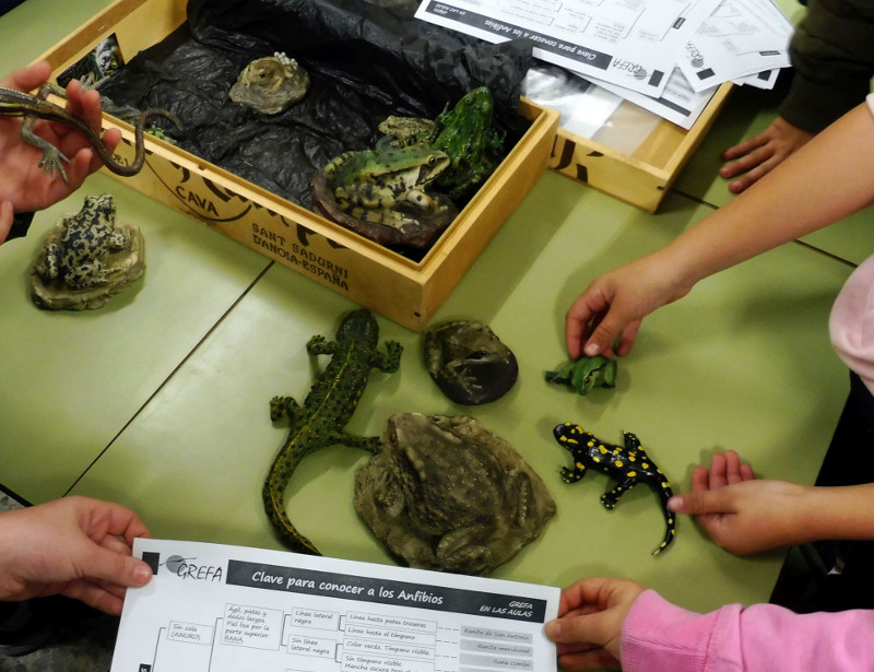 Taller infantil de identificación de anfibios organizado por GREFA. 