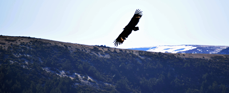 Buitre negro liberado en la Sierra de la Demanda. EDP Renovables ha apadrinado dos ejemplares destinados a este proyecto de reintroducción.