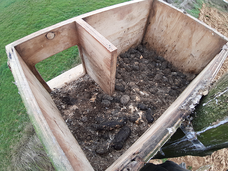 Caja nido de lechuza en reparación y antes de la limpieza, con egagrópilas y otros restos acumulados. La foto fue tomada en Osorno (Palencia) durante febrero de 2020.