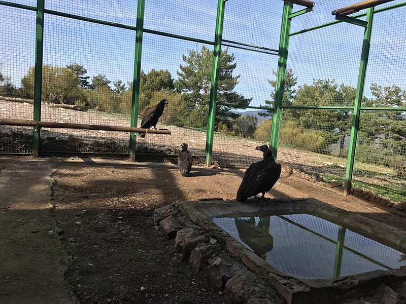 Primeros buitres negros introducidos hoy en la jaula de aclimatación de Huerta de Arriba (Burgos).