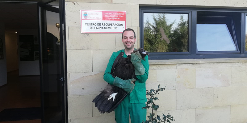 Buitre negro en el Centro de Recuperación de Fauna Silvestre de Cantabria, en Cabárceno, momentos antes de partir a Huerta de Arriba.