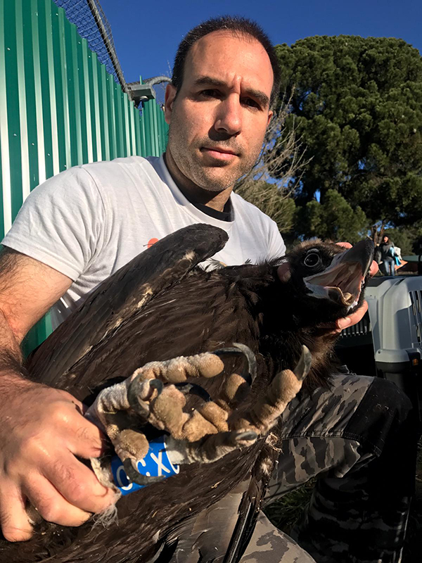 Uno de los buitre negros trasladados hoy desde desde el Hospital de Fauna de GREFA a Huerta de Arriba.