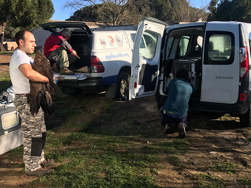 Momento de la subida a los vehículos de los buitres negros que fueron trasladados hoy desde el Hospital de Fauna de GREFA a Huerta de Arriba.