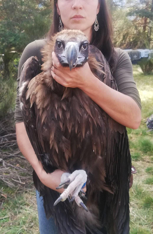 Primero de los trece buitres negros cedidos por varias comunidades autónomas o criados en cautividad por GREFA que están siendo introducidos hoy por nuestro Proyecto Monachus en el jaulón de aclimatación de Huerta de Arriba.