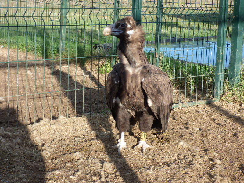 "Bubu" en la jaula de captura para el anillamiento de buitres emplazada en la comarca de Osona (Barcelona). Foto: GACO.