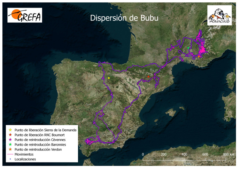 Dispersión de "Bubu" tras su liberación el 9 de abril de 2019 en los Montes de Toledo.