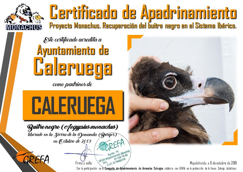 Certificado de apadrinamiento del buitre negro "Caleruega", recibido por el Ayuntamiento de Caleruega (Burgos).