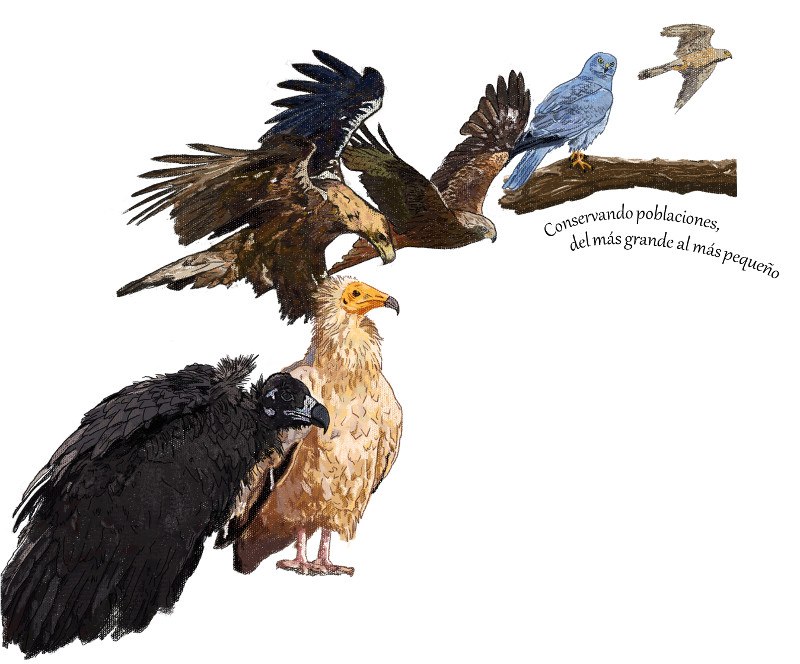 Diseño de Irene Rojas elegido para las camisetas del proyecto +GRAPEQ.