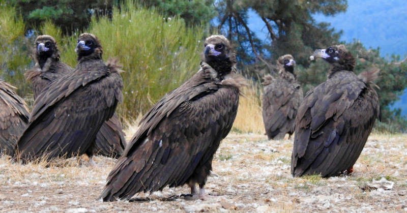 Varios buitres negros reintroducidos en la Sierra de la Demanda, en un punto de alimentación (PAE).