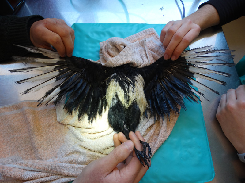 La urraca mantenida en cautividad que ha ingresado en el hospital de fauna de GREFA tenía el plumaje de las alas en un estado de gran deterioro.