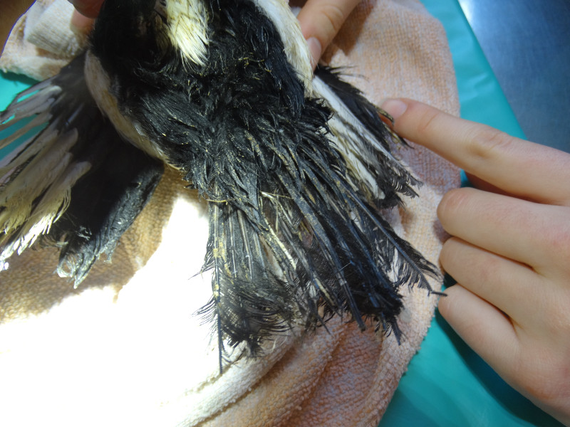 La urraca mantenida en cautividad que ha ingresado en el hospital de fauna de GREFA tenía el plumaje de la cola en un estado de gran deterioro.