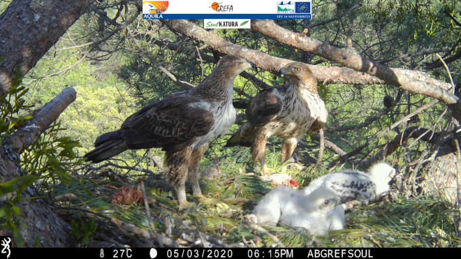 Imagen de fototrampeo de una de las parejas de águila de Bonelli que ha criado en 2020 en la Comunidad de Madrid y sus dos pollos. Los reproductores son la hembra "Haza" y el macho "Bélmez", ambos reintroducidos, y los pollos se llaman "Montazo" y "Brujo". Foto: GREFA y Soul Natura.