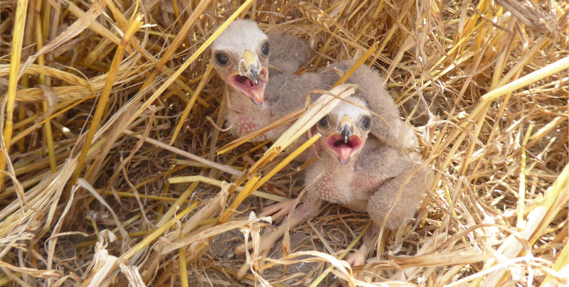 Cuando comienza la cosecha mecanizada muchos pollos de aguiluchos aún no están preparados para volar.