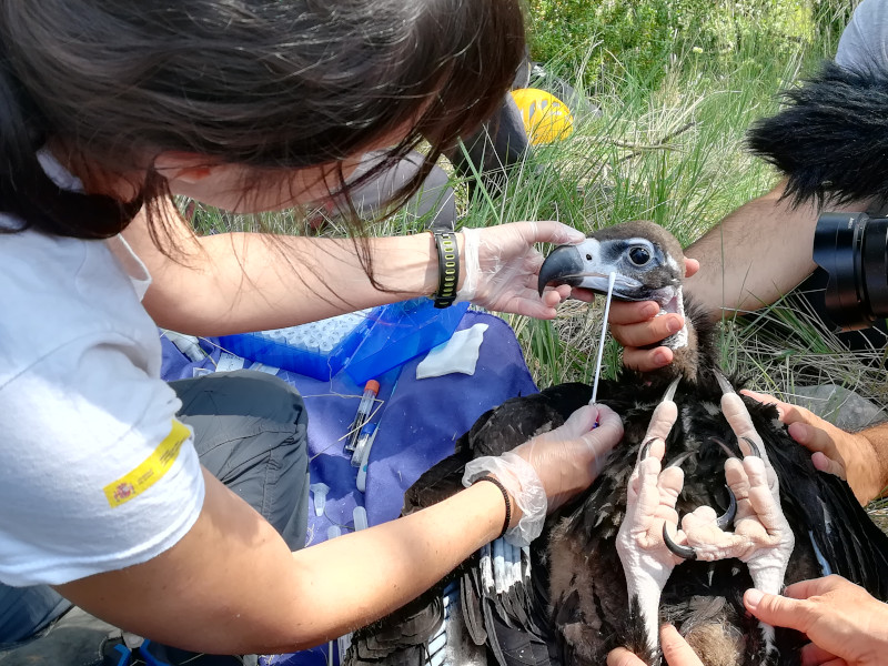 Toma de muestras por parte de una veterinaria de GREFA de un pollo de buitre negro nacido en 2019 de Boumort, en los momentos previos a su marcaje con GPS.