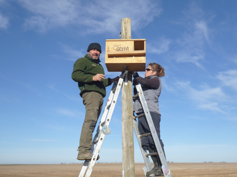 Dos trabajadores de GREFA colocan una caja nido para lechuzas en la comarca de Tierra de Campos (Castilla y León). En 2019 se cumplieron diez años del inicio del proyecto de Control Biológico del Topillo Campesino, destinado a favorecer la reproducción de rapaces depredadoras de este roedor que causa daños en los cultivos agrícolas.