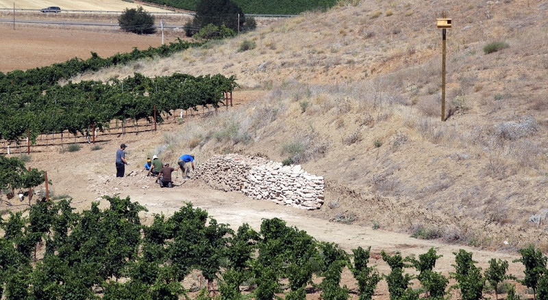Trabajadores y voluntarios de GREFA construyen una escollera de piedra seca en un talud de viñedos de Rueda (Valladolid). A la derecha se aprecia una caja nido ya instalada para rapaces depredadoras de topillos.