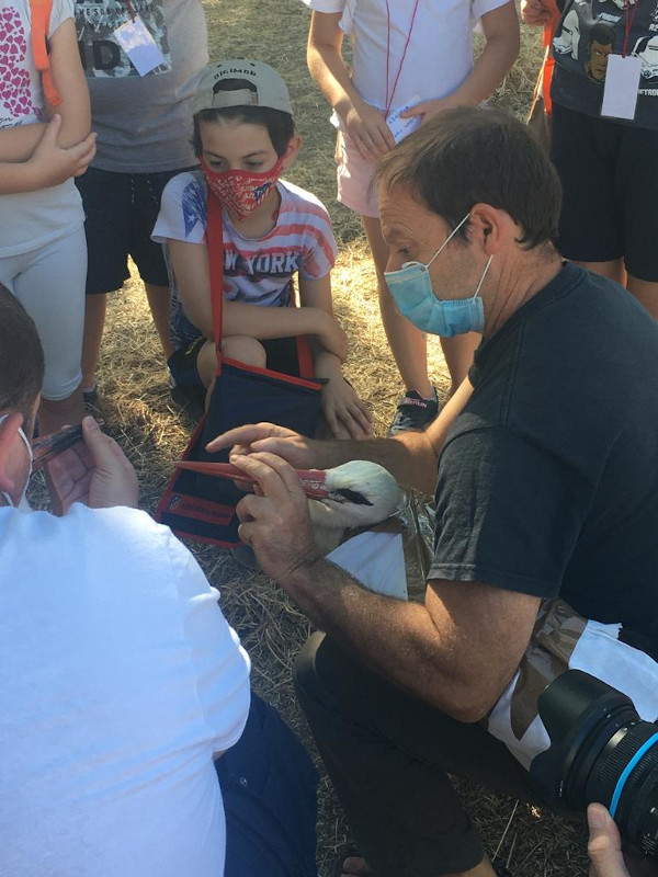 Nacho Otero, rehabilitador de fauna de GREFA, explica a unos niños detalles sobre el pico de la cigüeña en uno de los ejemplares jóvenes liberados, instantes antes de su suelta.