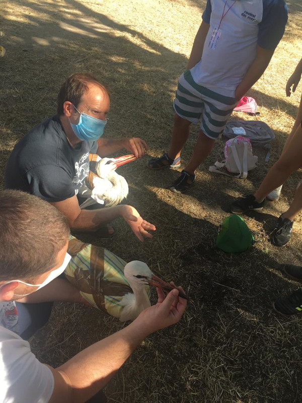 Últimas explicaciones antes de la liberación en Alcalá de Henares de estos dos pollos de cigüeña. 