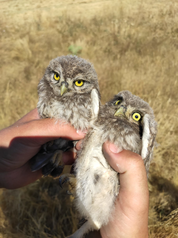 Pollos de mochuelo europeo poco antes de ser anillados.