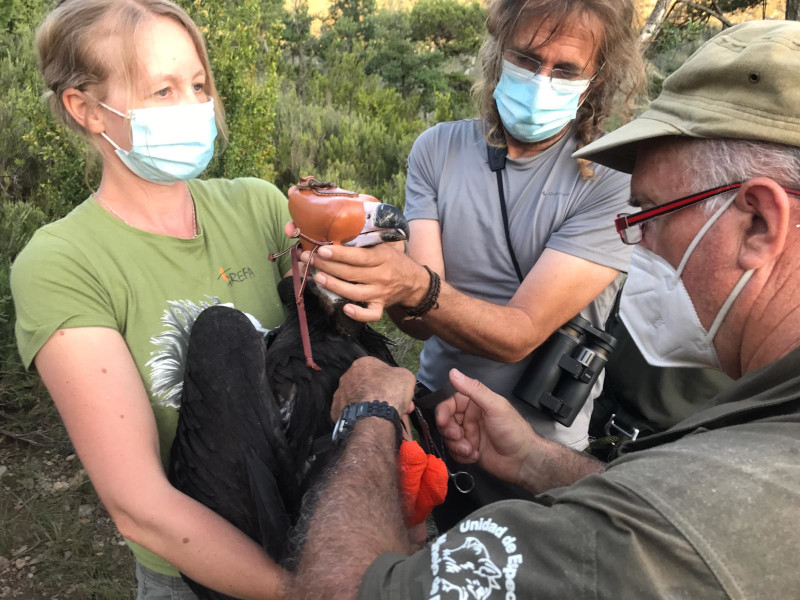 Momento del marcaje con GPS del pollo de los buitres negros "Muga" y "Neo". Foto: PRBNC.