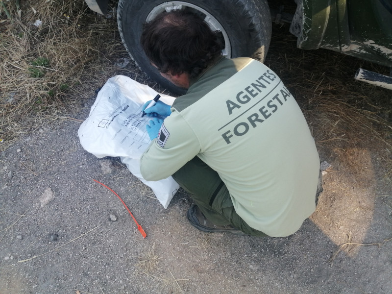 Un Agente Forestal procede al levantamiento del cadáver del milano real "Reciclaje".