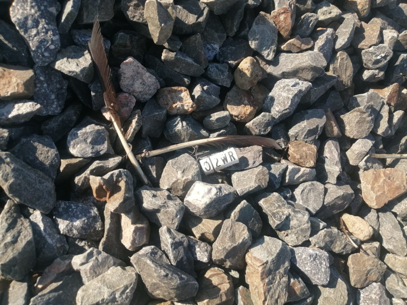 Restos y anilla de la cigüeña blanca encontrada en el tramo ferroviario en el que se halló el cadáver de "Reciclaje".