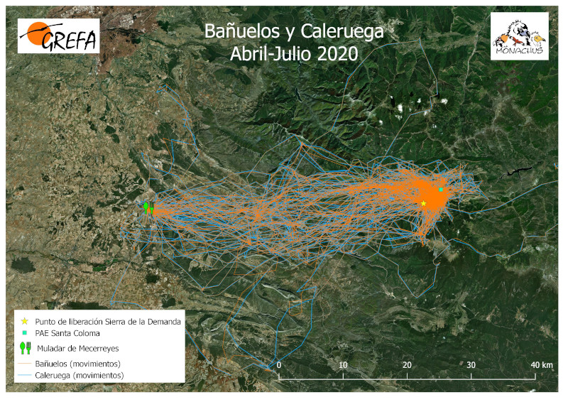 Movimientos de "Bañuelos" y "Caleruega" desde su emparejamiento en el pasado mes de abril