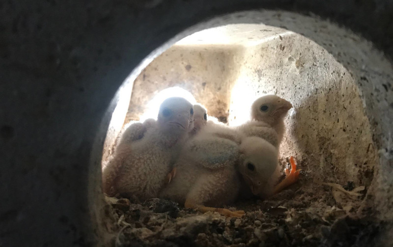 reintroduccion cernicalo primilla000Pollos de cernícalo primilla de pocos días de edad en el interior de una caja nido donde han sido reintroducidos.