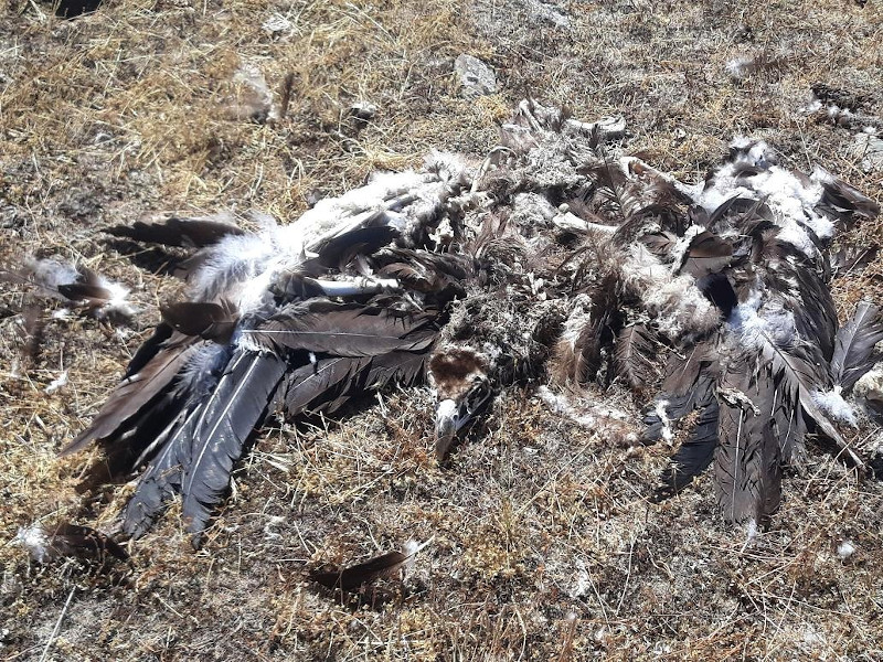 Cadáver de uno de los buitres negros encontrados en el perímetro exterior del CTR Ávila-Norte.