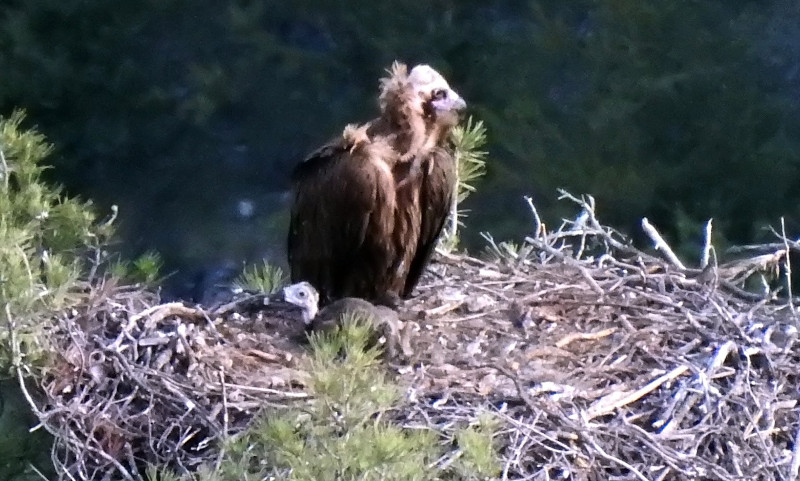 La hembra de buitre negro "Dolça" con su pollo, uno de los diez que han nacido en 2020 en la Reserve de Boumort, en el Prepirineo de Lleida. Foto: PRBNC.