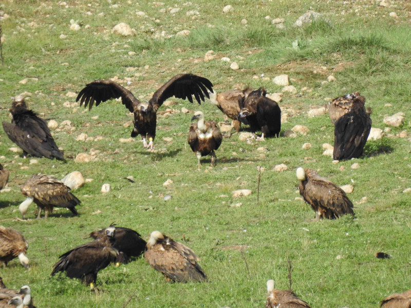 Buitres negros y buitres leonados en un punto de alimentación para aves carroñeras de la la reserva prepirenaica de Boumort. Foto: PRBNC.