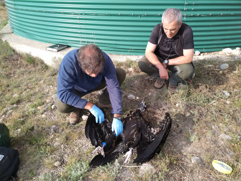Dos Agents Rurals examinan el cadáver del buitre negro "Camilo" junto a la balsa en la que fue encontrado el pasado 19 de junio.